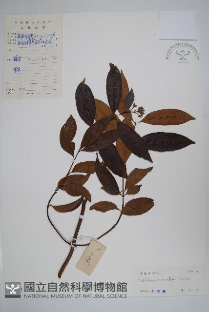 山橙藏品圖，第1張