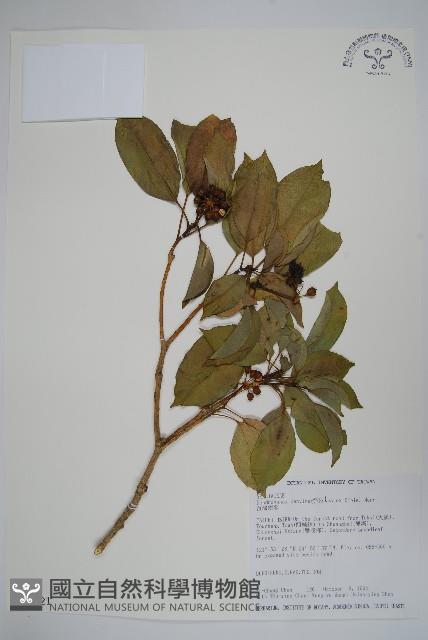 臺灣樹參藏品圖，第1張