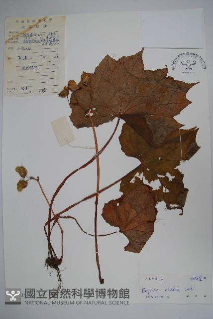 葡萄秋海棠藏品圖，第1張