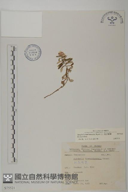 玉山抱莖籟簫藏品圖，第1張