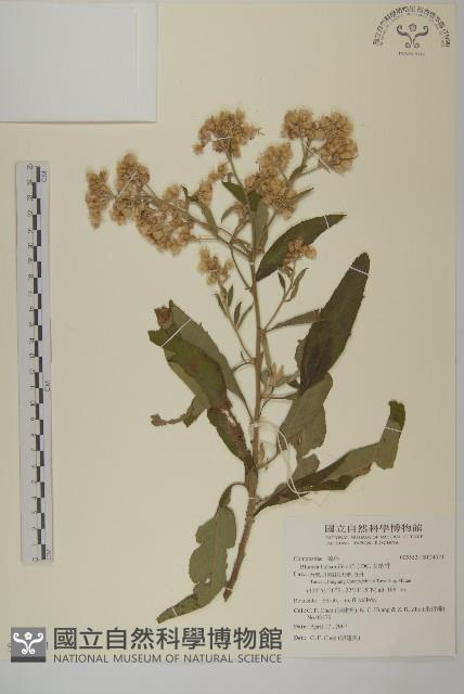 艾納香藏品圖，第1張