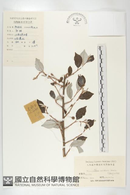 小葉胡頹子藏品圖，第1張