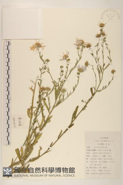 山馬蘭藏品圖，第1張