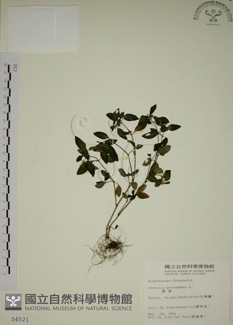 爵床藏品圖，第1張