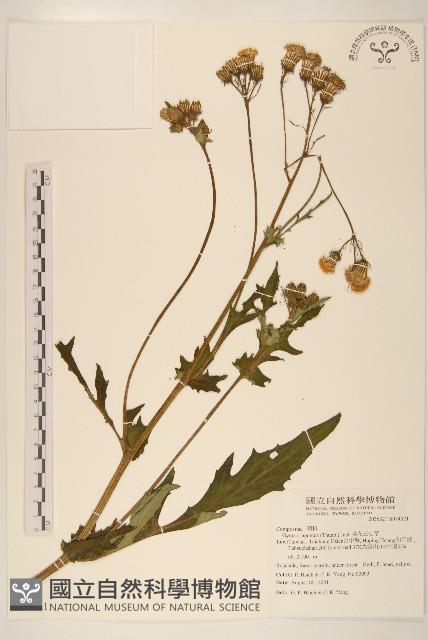 黃花三七草藏品圖，第1張