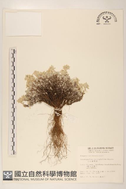 玉山薄雪草藏品圖，第1張