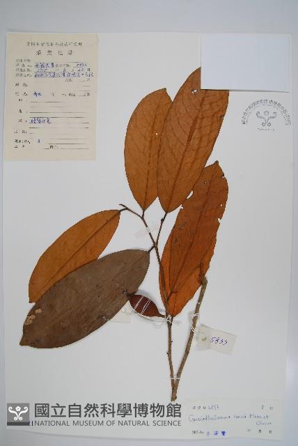 海南哥納香藏品圖，第1張