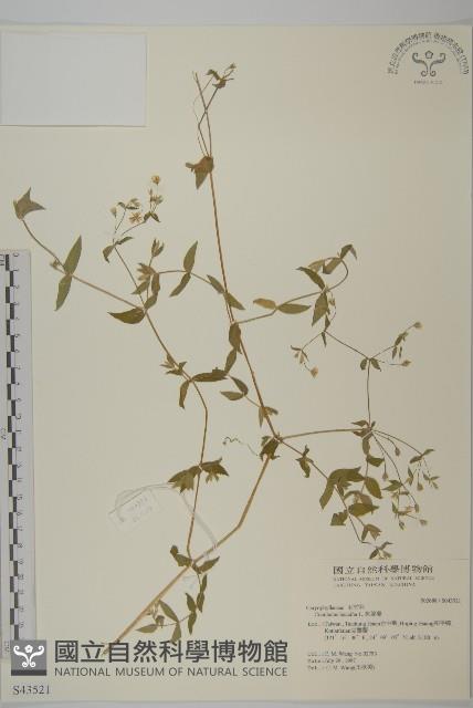 狗筋蔓藏品圖，第1張