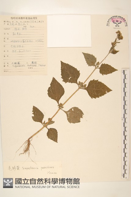 腺梗豨薟藏品圖，第1張