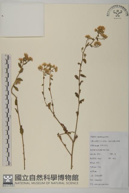 山白蘭藏品圖，第1張