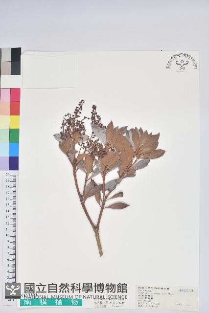 臺灣馬醉木藏品圖，第1張