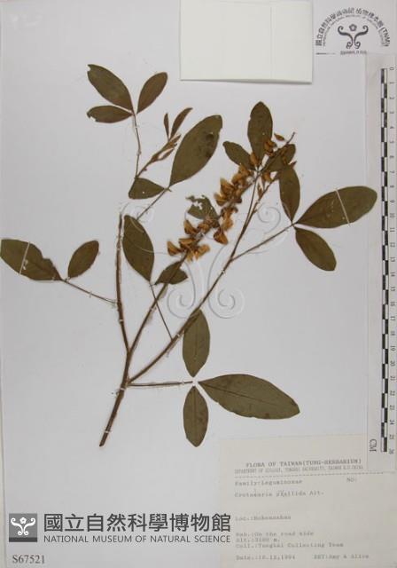 黃野百合藏品圖，第1張