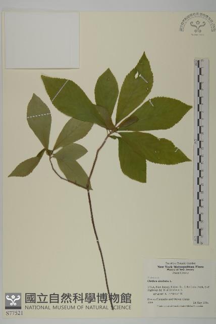 登錄號:S077521藏品圖，第1張