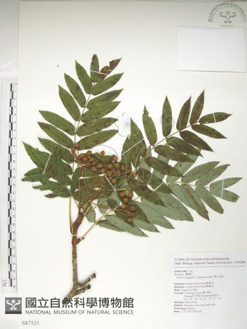 巒大花楸藏品圖，第1張