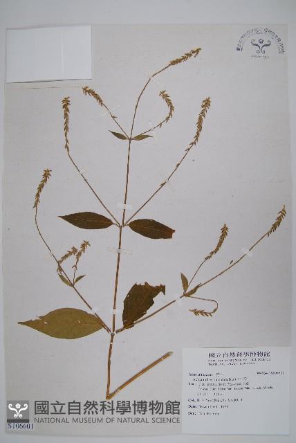 牛膝藏品圖，第1張