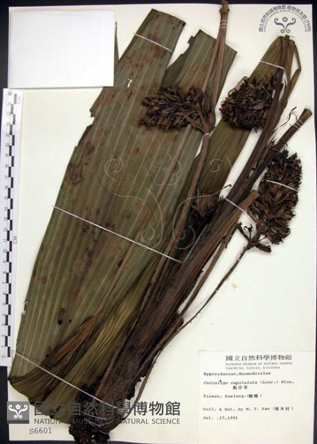 船子草、船仔草藏品圖，第1張