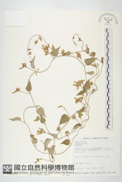 娥房藤藏品圖，第1張