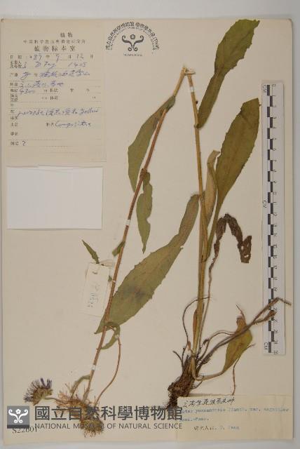 狹苞雲南紫菀藏品圖，第1張