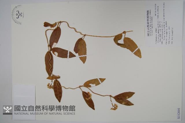 臺灣牛皮消、臺灣白薇藏品圖，第1張