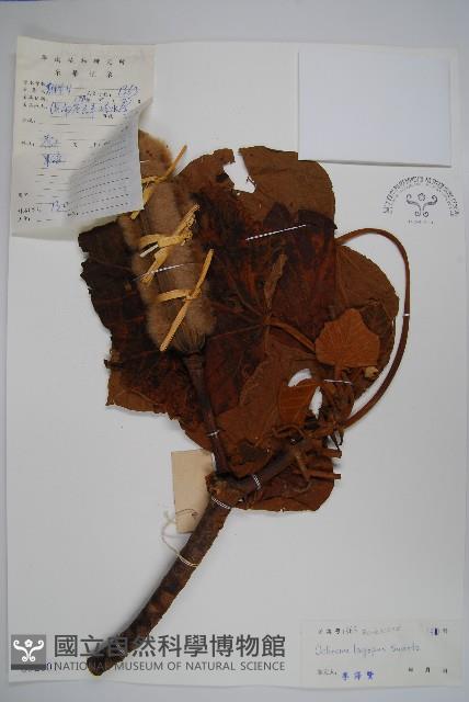 西印度白塞木藏品圖，第1張