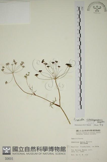 玉山茴香藏品圖，第1張