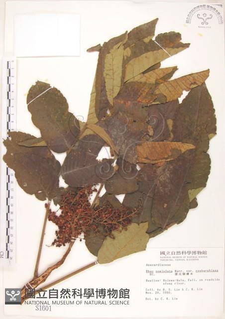 羅氏鹽膚木藏品圖，第1張