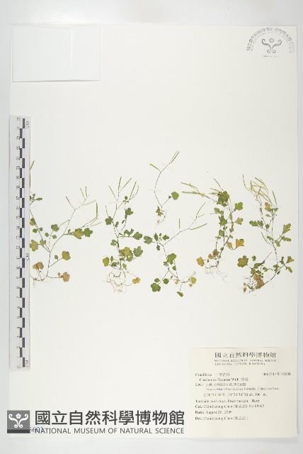 焊菜藏品圖，第1張