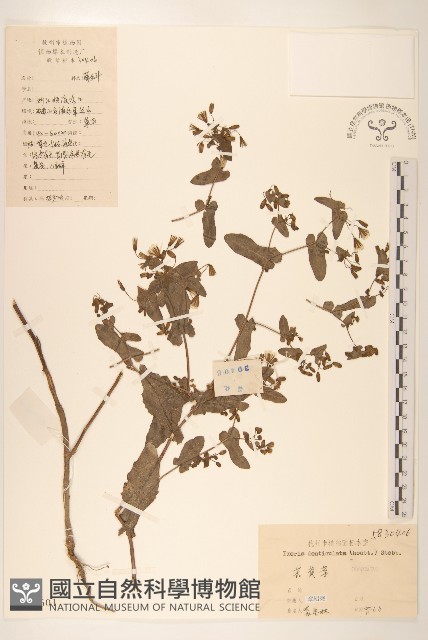 苦實菜藏品圖，第1張