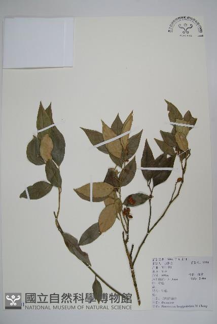 長葉野扇花藏品圖，第1張