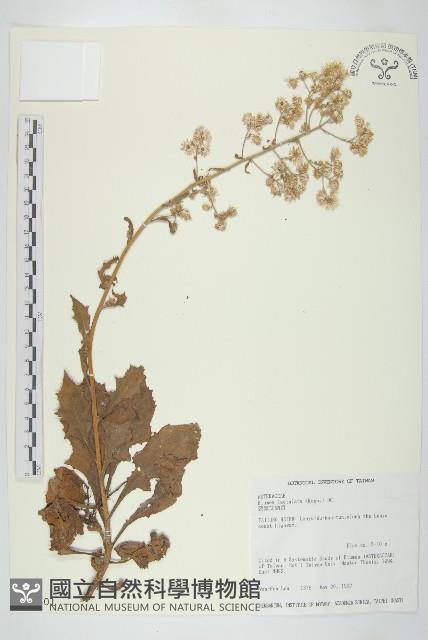 裂葉艾納香藏品圖，第1張