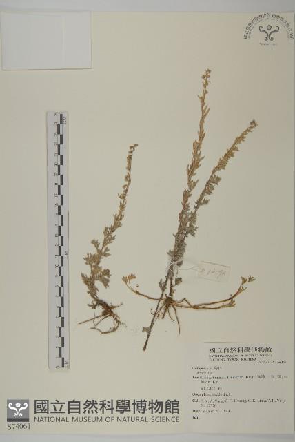 寬葉苔草藏品圖，第1張