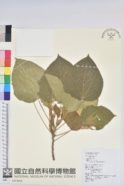 蘭嶼鐵莧、綠島鐵莧藏品圖，第1張