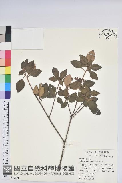 馬銀花藏品圖，第1張