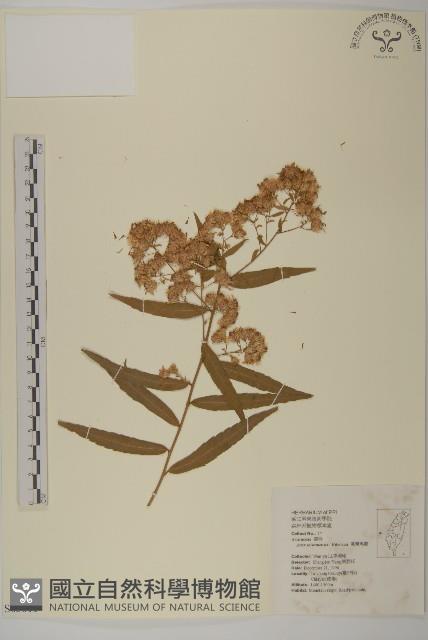 臺灣馬蘭藏品圖，第1張