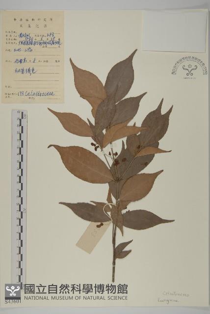 登錄號:S043601藏品圖，第1張