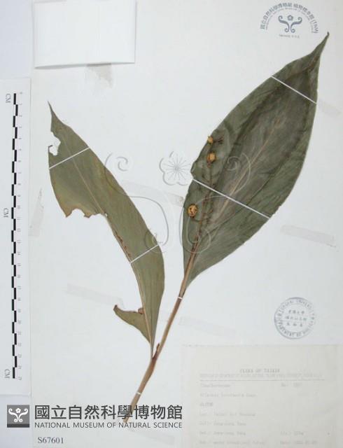 山月桃藏品圖，第1張