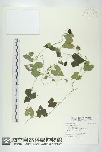 垂果瓜藏品圖，第1張