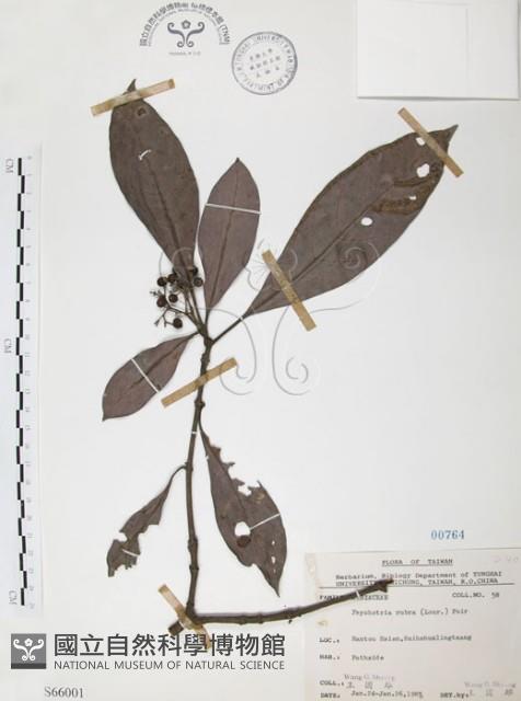 九節木、牛屎烏、青龍吐霧藏品圖，第1張