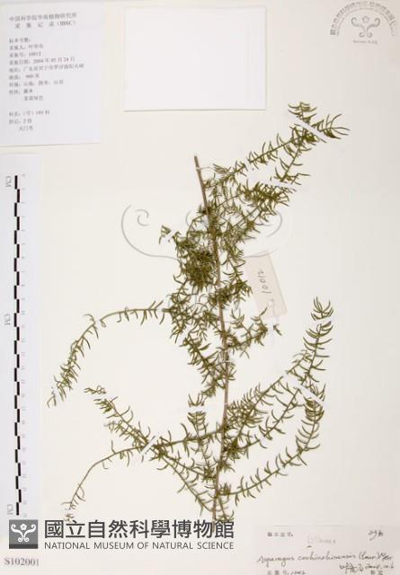 天門冬藏品圖，第1張