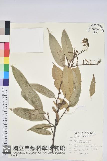 細刺苦櫧、草野錐果藏品圖，第1張