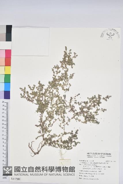 匐根大戟藏品圖，第1張