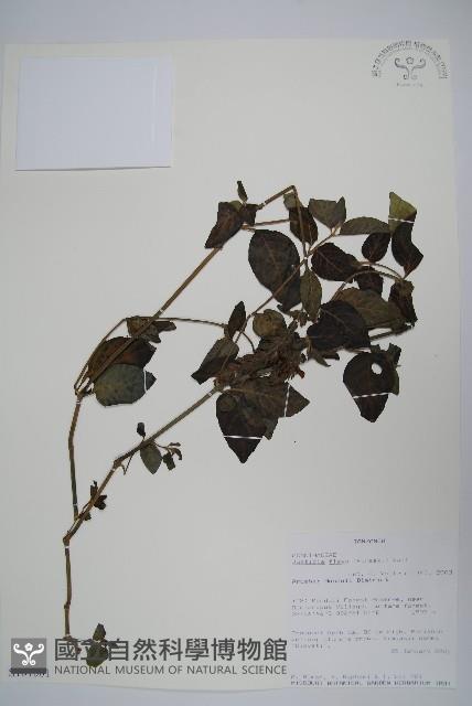 登錄號:S101001藏品圖，第1張