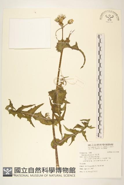 苦苣菜藏品圖，第1張