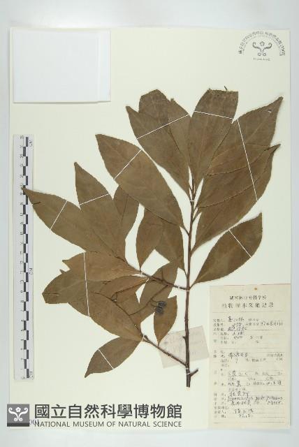 禿瓣杜英藏品圖，第1張