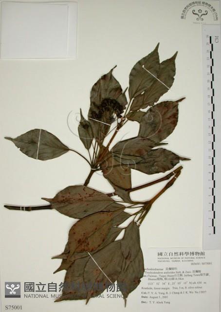 昆欄樹藏品圖，第1張