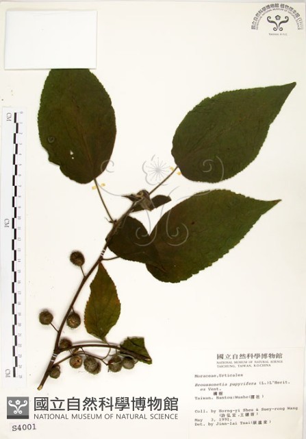 構樹藏品圖，第1張