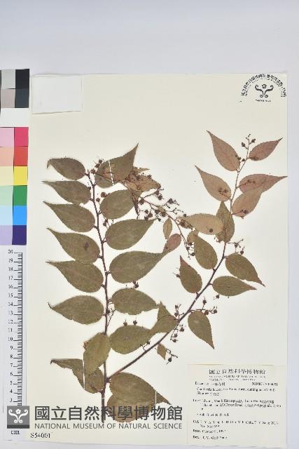 白珠樹藏品圖，第1張