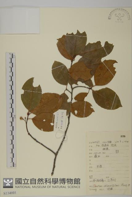 窄葉南蛇藤藏品圖，第1張