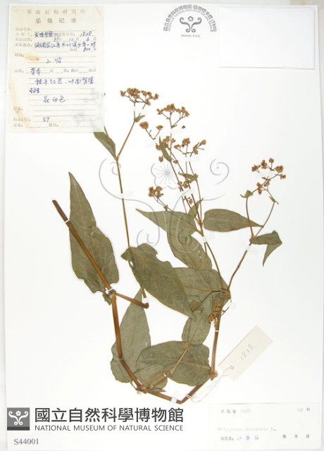 登錄號:S044001藏品圖，第1張