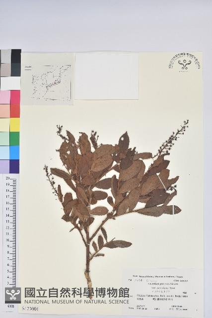 登錄號:S123001藏品圖，第1張